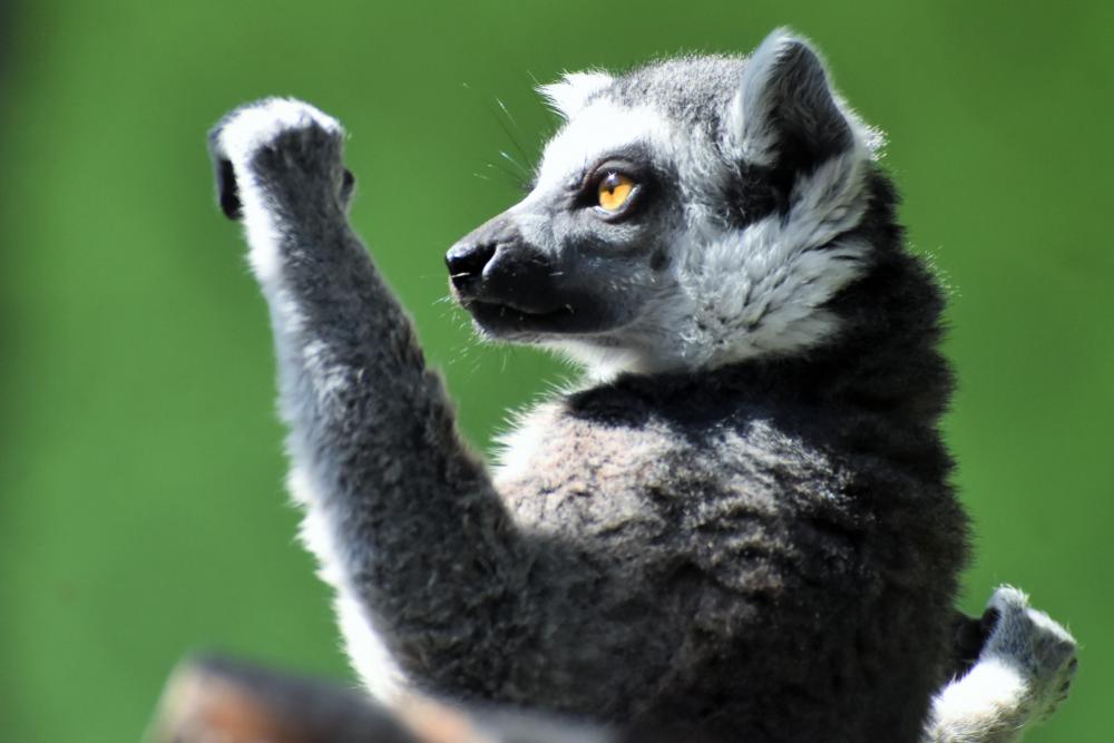 動物園の仲間「ワオキツネザル」の写真4