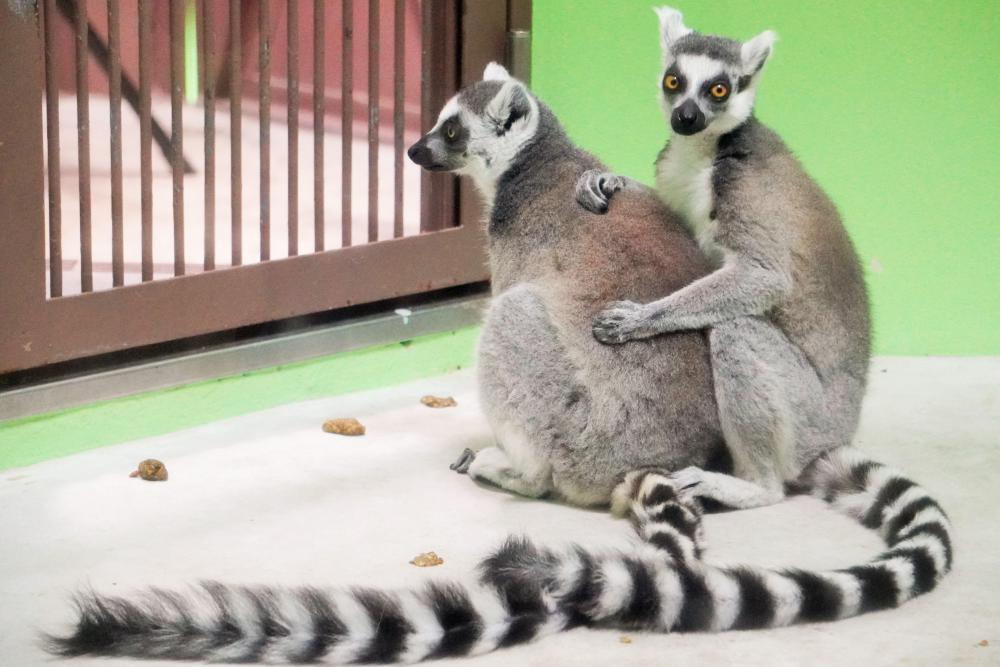 動物園の仲間「ワオキツネザル」の写真1