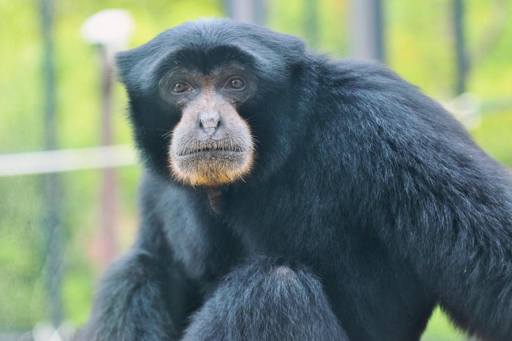 動物園の仲間「フクロテナガザル」の写真2