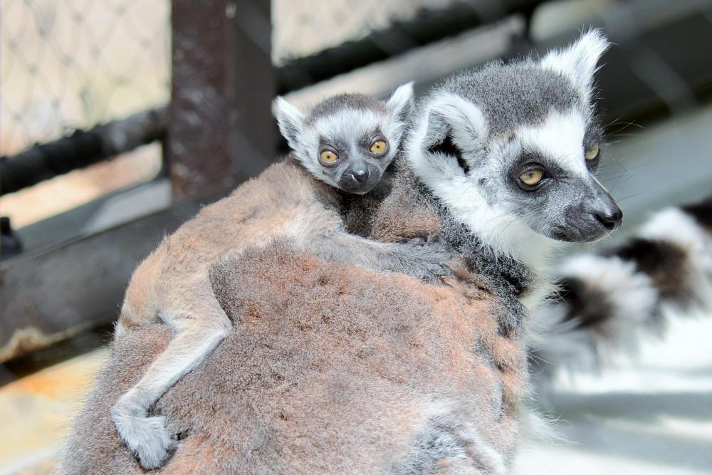 動物園の仲間「ワオキツネザル」の写真3