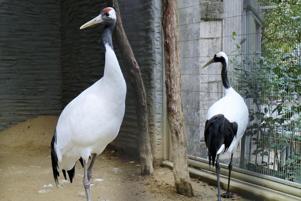 動物園の仲間「タンチョウ」の写真1