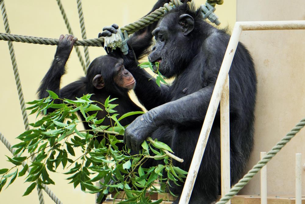 動物園の仲間「チンパンジー」の写真3