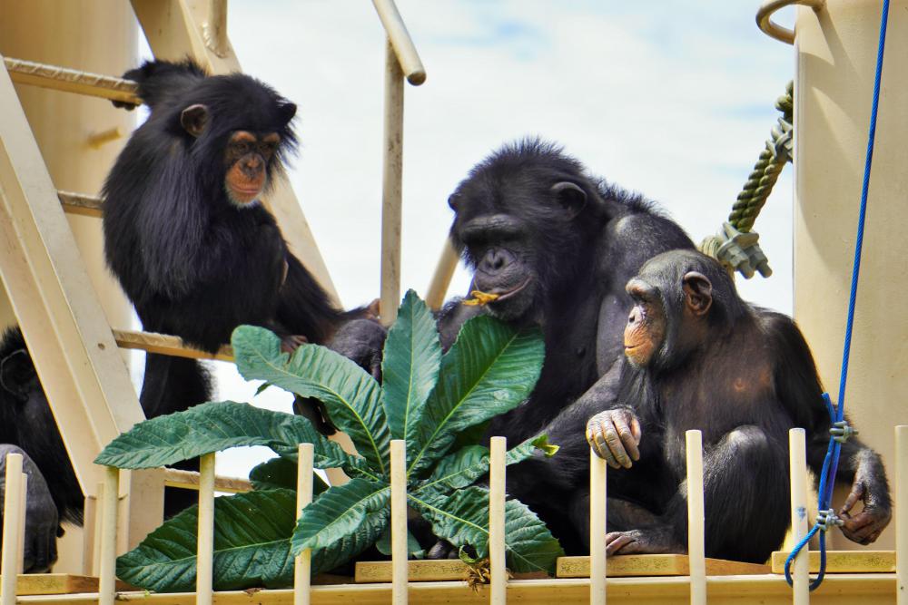動物園の仲間「チンパンジー」の写真4