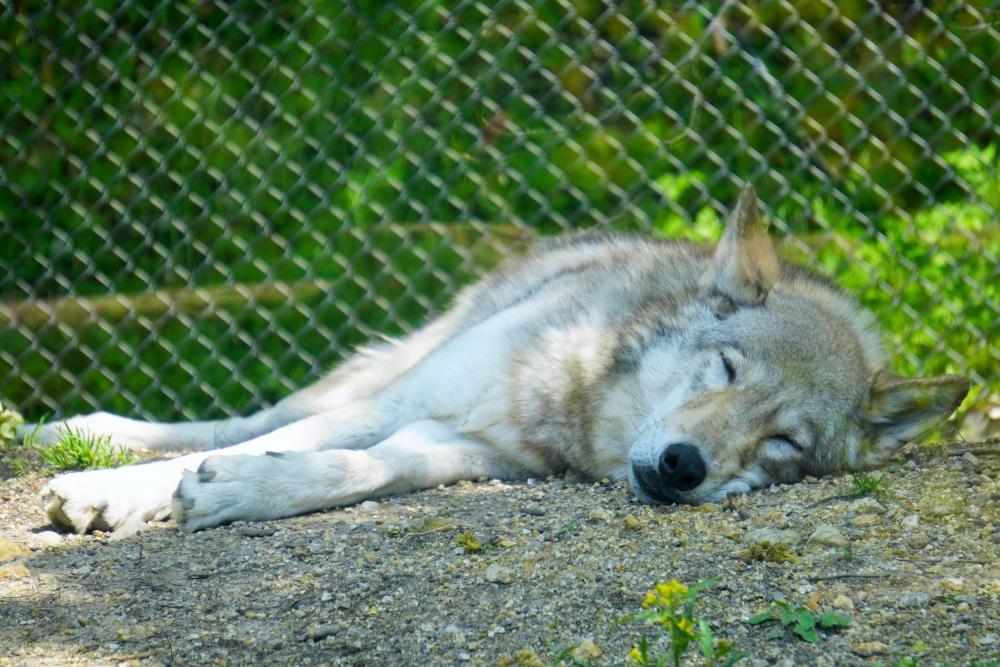 動物園の仲間「シンリンオオカミ」の写真3