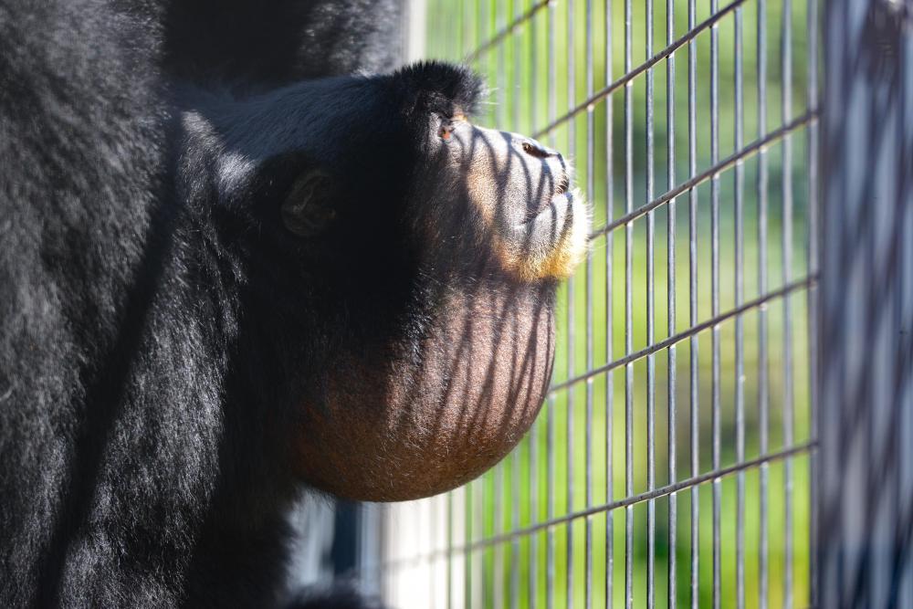 動物園の仲間「フクロテナガザル」の写真3