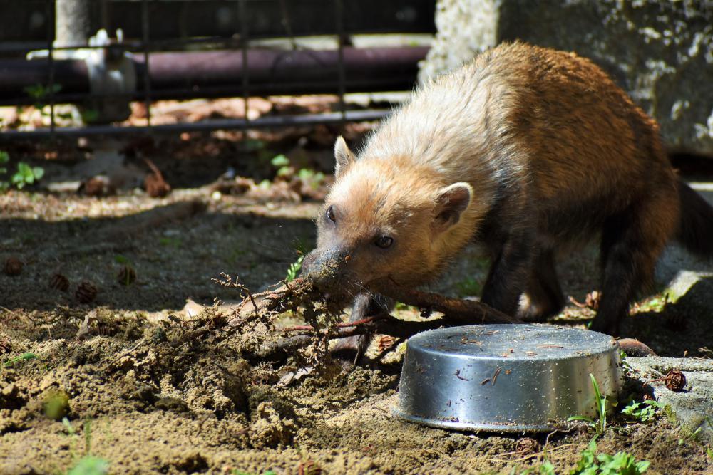 動物園の仲間「ヤブイヌ」の写真2