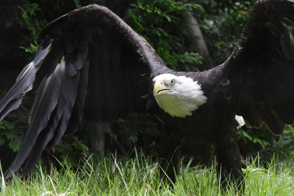 動物園の仲間「ハクトウワシ」の写真2