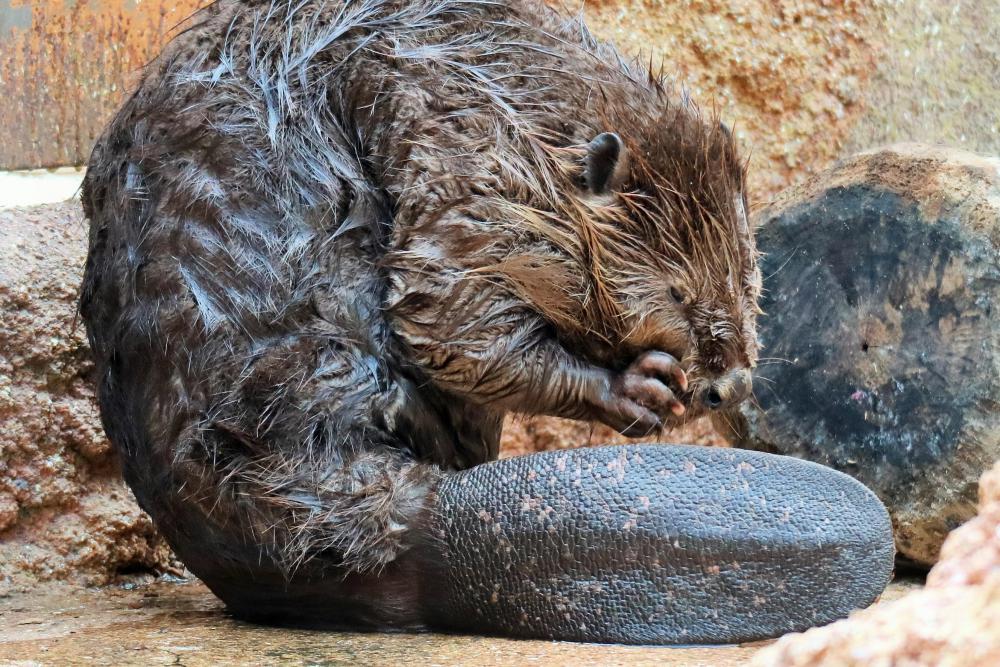 動物園の仲間「アメリカビーバー」の写真3