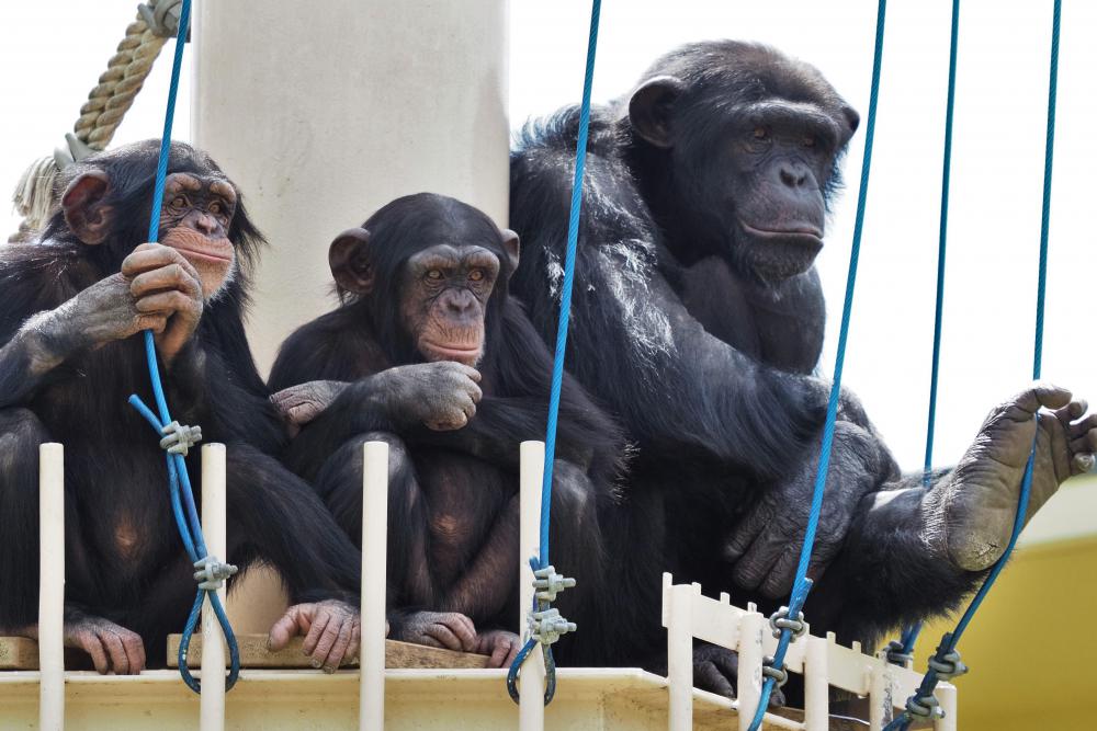 動物園の仲間「チンパンジー」の写真2