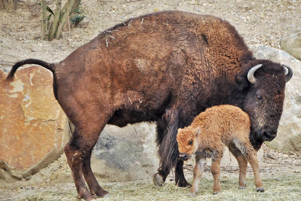 動物園の仲間「アメリカバイソン」の写真4