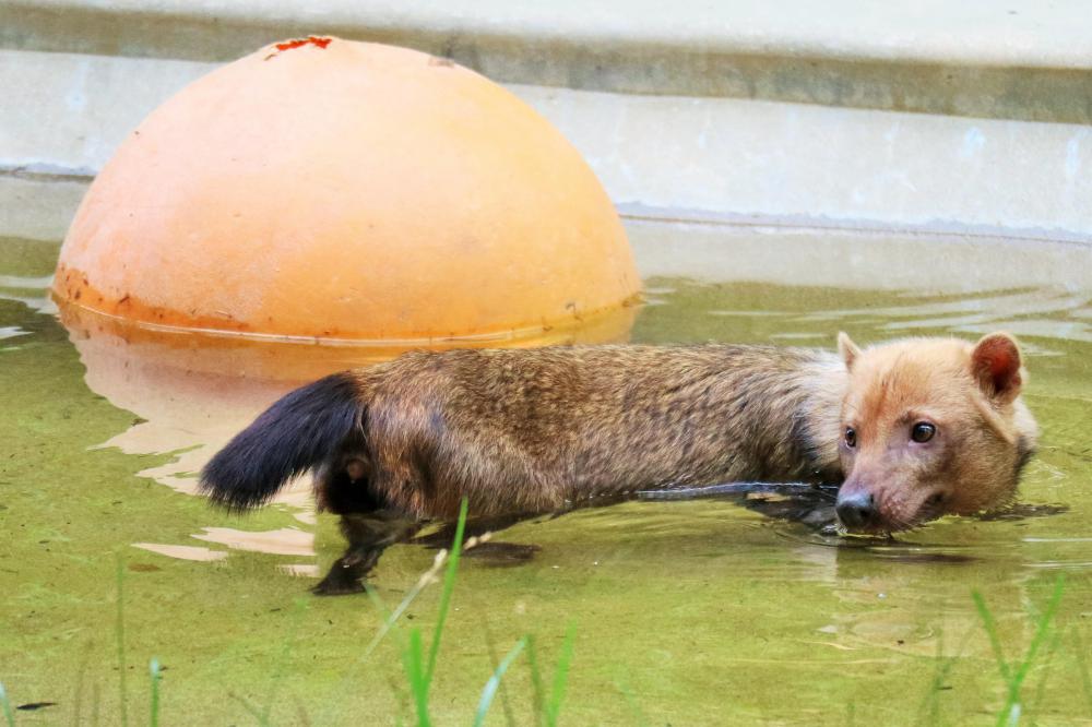 動物園の仲間「ヤブイヌ」の写真3