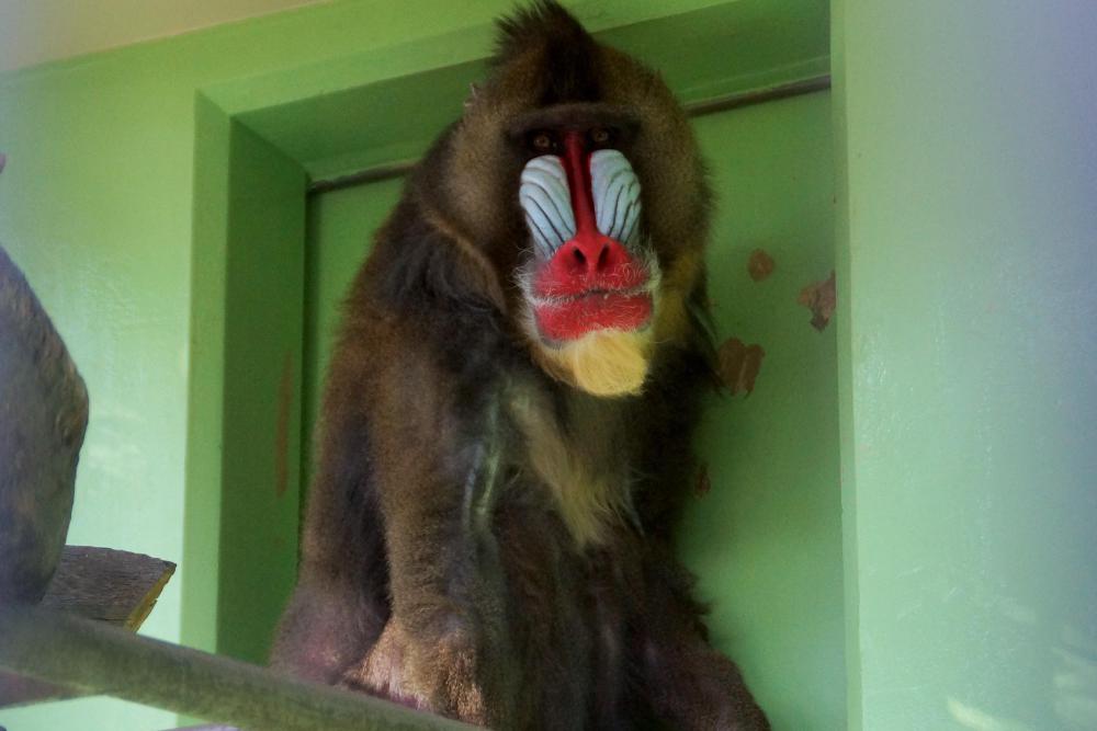 動物園の仲間「マンドリル」の写真1