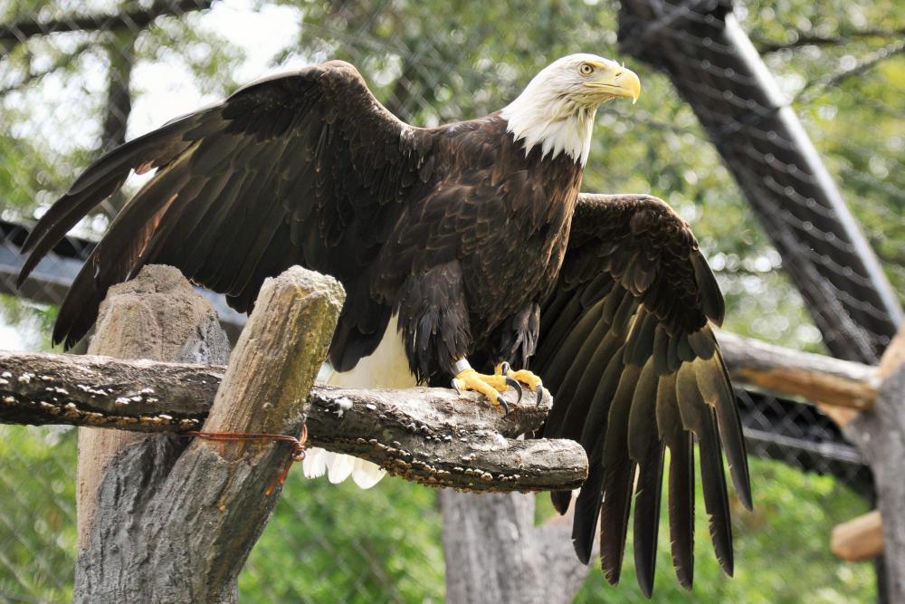 動物園の仲間「ハクトウワシ」の写真1