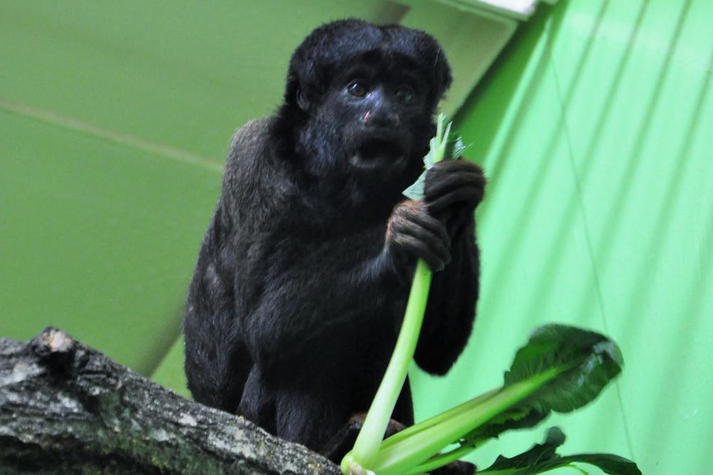 動物園の仲間「ヒゲサキ」の写真4