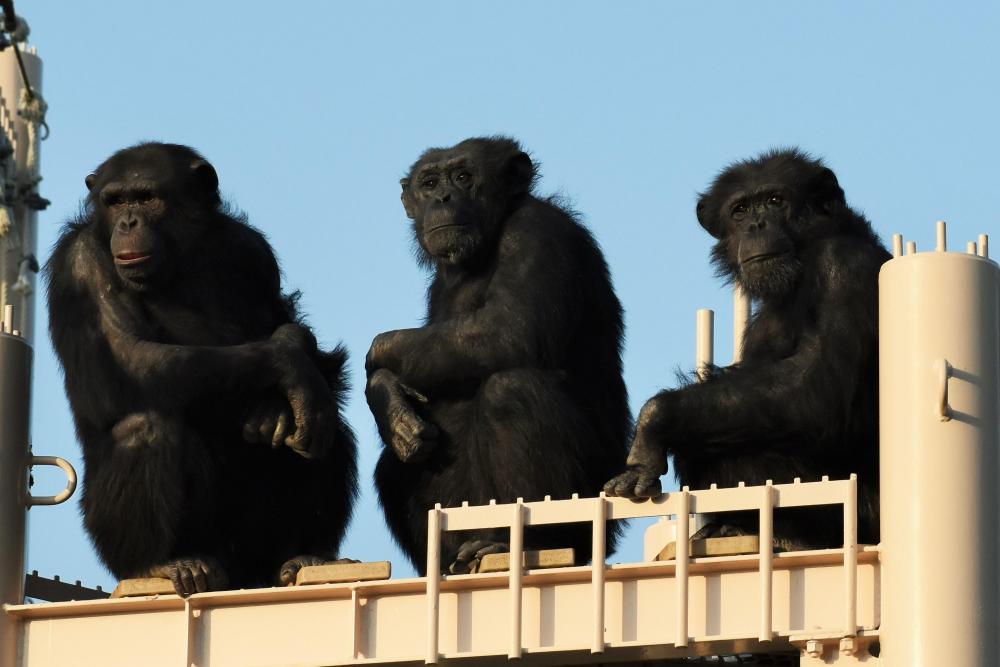 動物園の仲間「チンパンジー」の写真1