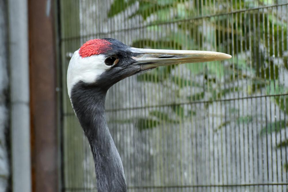 動物園の仲間「タンチョウ」の写真4