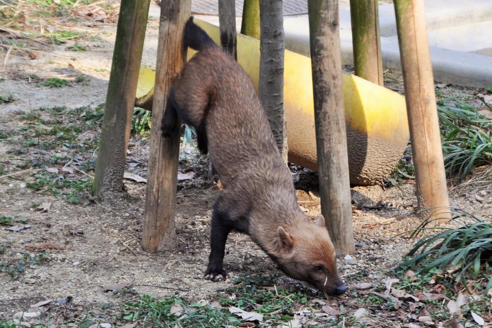 動物園の仲間「ヤブイヌ」の写真4