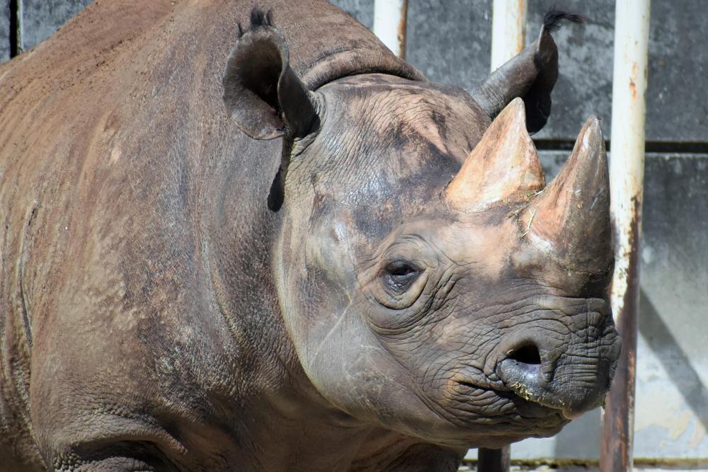 動物園の仲間「クロサイ」の写真3