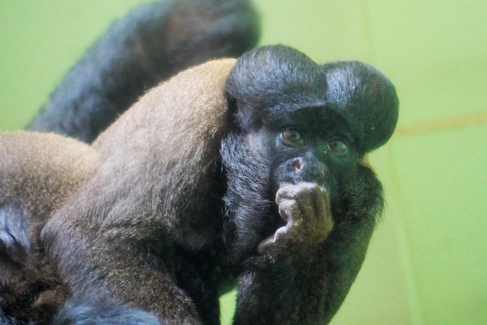 動物園の仲間「ヒゲサキ」の写真3