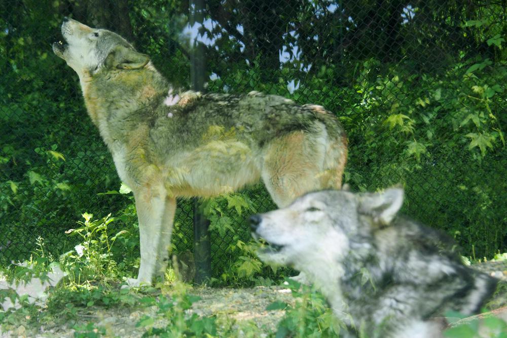 動物園の仲間「シンリンオオカミ」の写真4