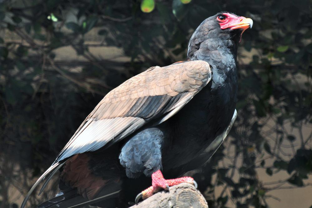 動物園の仲間「ダルマワシ」の写真1