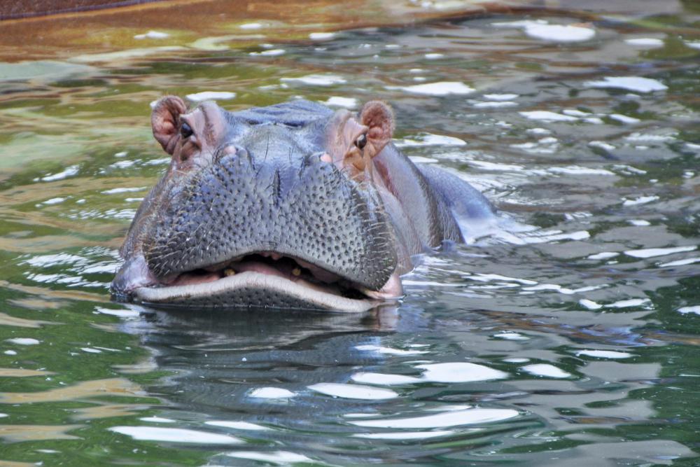 動物園の仲間「カバ」の写真2