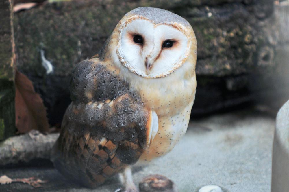 動物園の仲間「メンフクロウ」の写真1