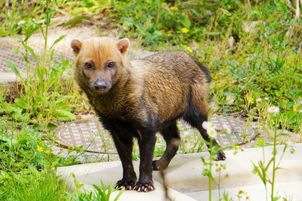 動物園の仲間「ヤブイヌ」の写真1