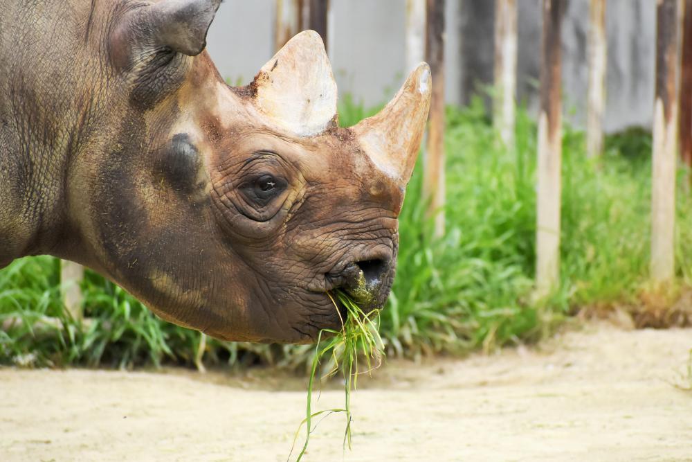 動物園の仲間「クロサイ」の写真2