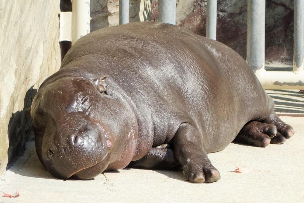 動物園の仲間「コビトカバ」の写真4