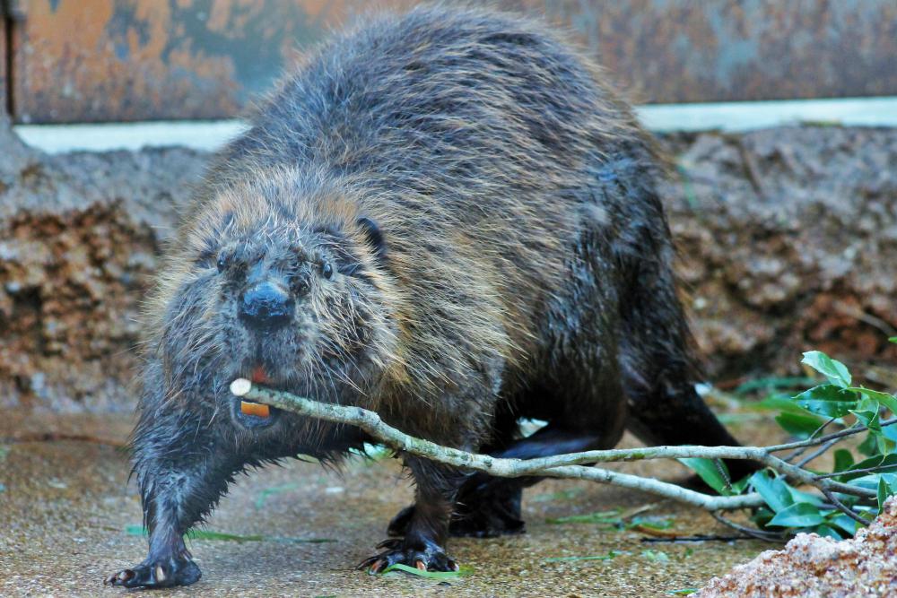 動物園の仲間「アメリカビーバー」の写真2