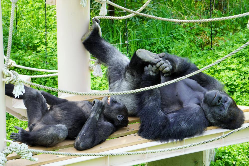 動物園の仲間「ニシゴリラ」の写真2