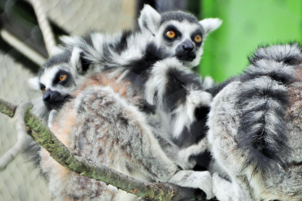 動物園の仲間「ワオキツネザル」の写真5