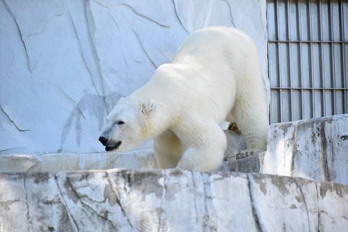 動物園の仲間「ホッキョクグマ」の写真1