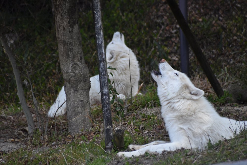 動物園の仲間「シンリンオオカミ」の写真4