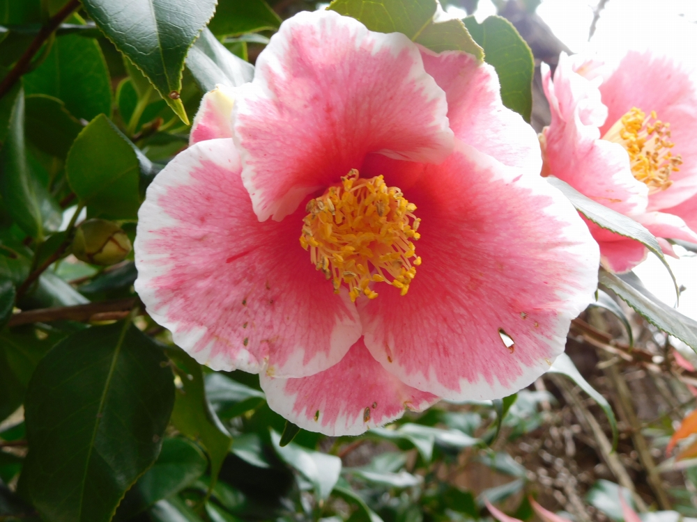 ツバキ 植物園の仲間たち 東山動植物園