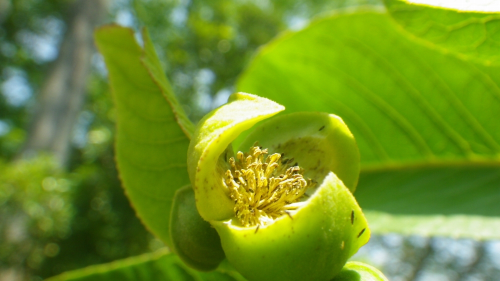 植物園の仲間「イトア・オリエンタリス」の写真1