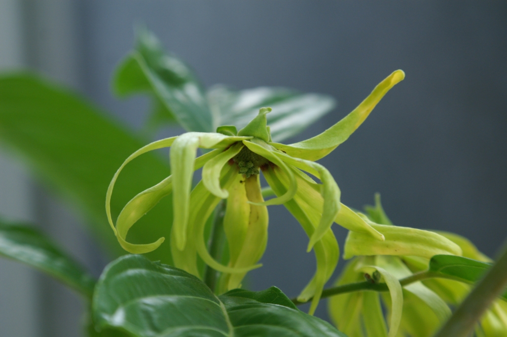 植物園の仲間「イランイランノキ」の写真1