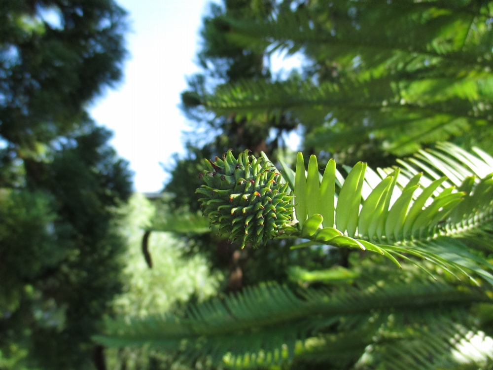 植物園の仲間「ウォレミマツ」の写真1