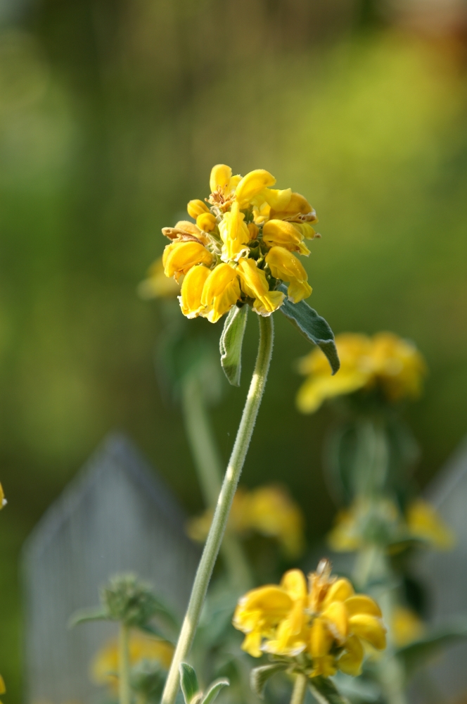 植物園の仲間「エルサレムセージ」の写真1