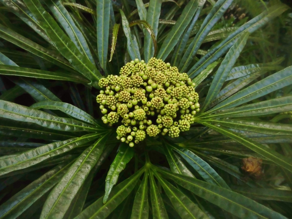 植物園の仲間「オスモキシロン・リネアレ」の写真1