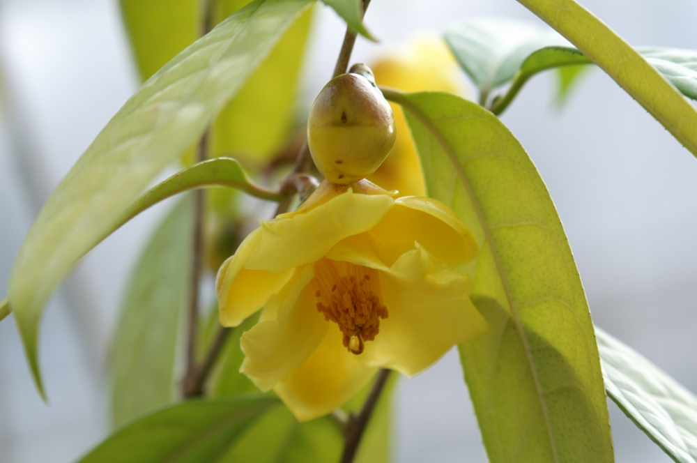 植物園の仲間「キンカチャ」の写真1