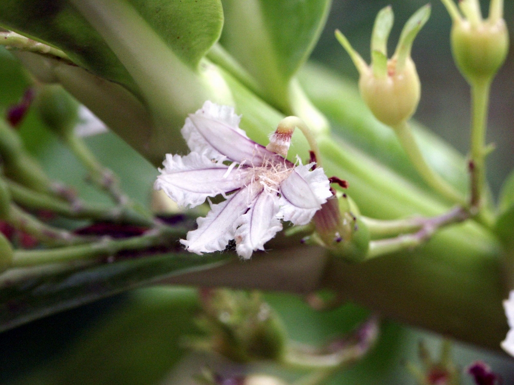 植物園の仲間「クサトベラ」の写真1