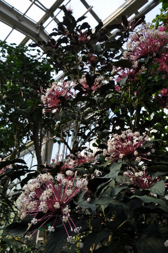 植物園の仲間「クレロデンドルム・クアドリロクラレ」の写真1