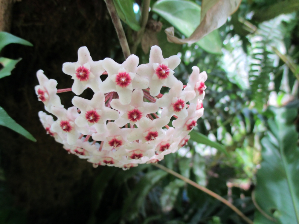 植物園の仲間「サクララン」の写真1