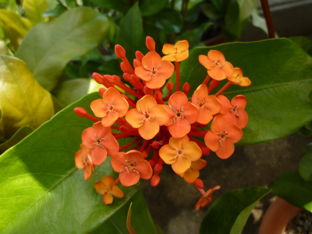 植物園の仲間「サンタンカ」の写真1