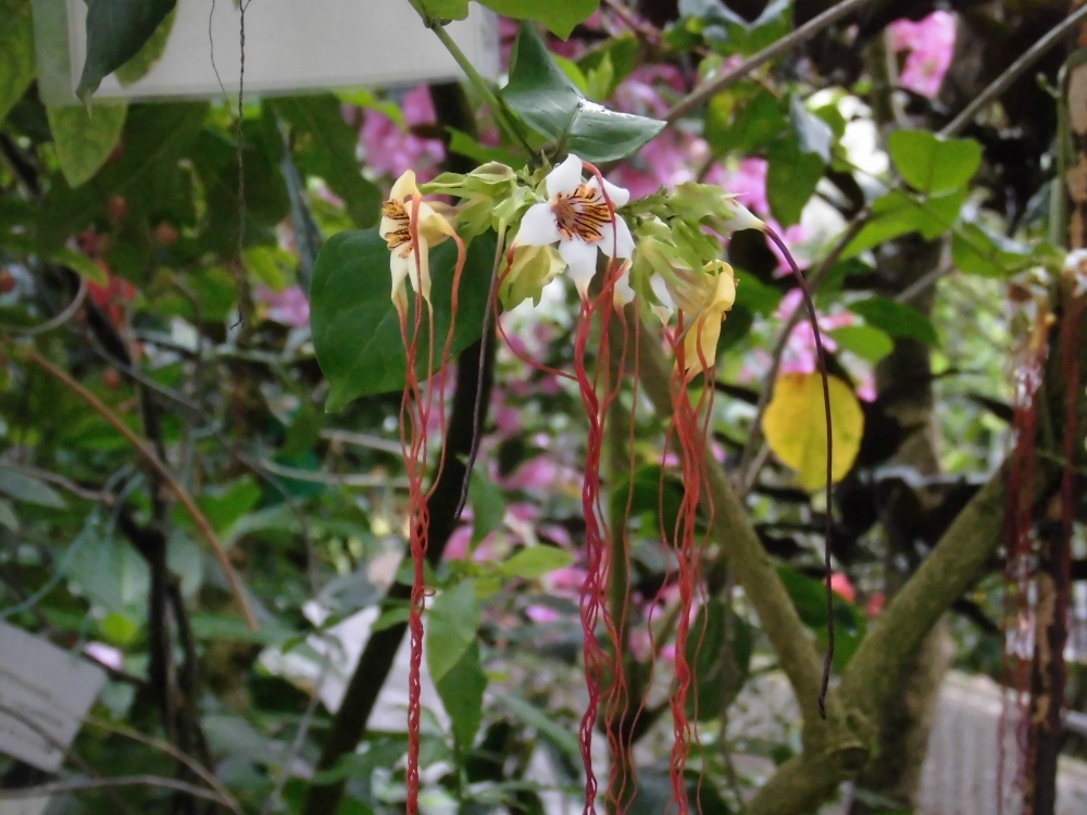 植物園の仲間「ストロファンツス・プレウシー」の写真1