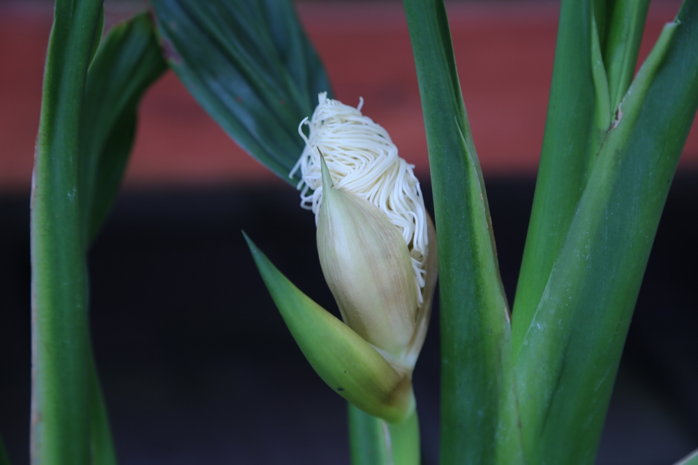 植物園の仲間「タンヨウパナマ」の写真1