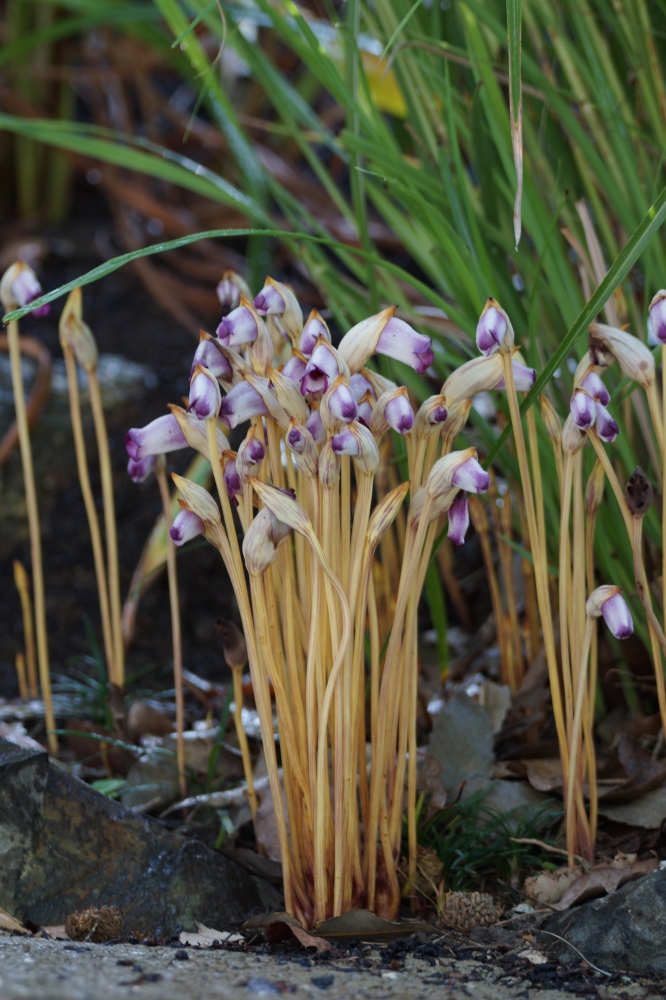 植物園の仲間「ナンバンギセル」の写真1