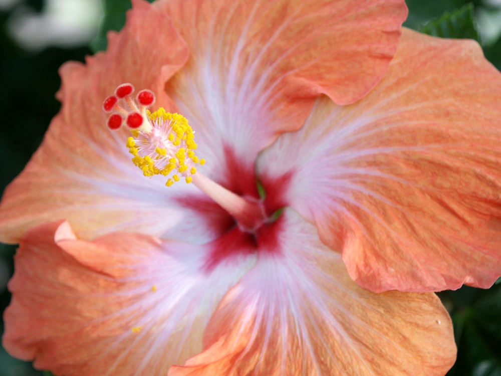 植物園の仲間「ハイビスカス」の写真1